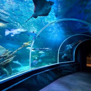 Sealife Bangkok Ocean World Aquarium